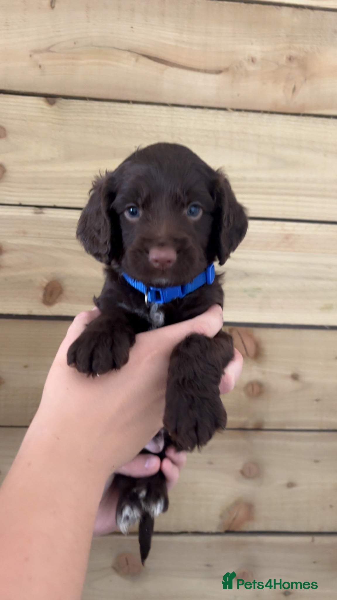 Cockapoo dogs Cockapoo ready in 1 week  - Advert 15
