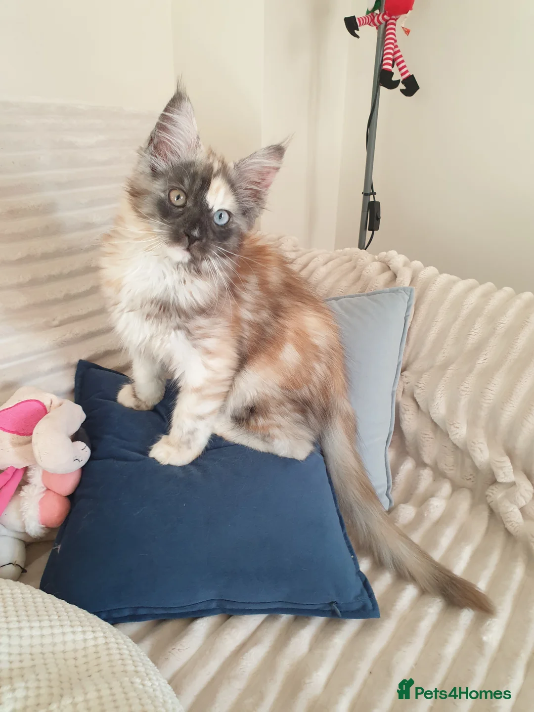 Maine Coon cats for sale: Maine coon girl 💛💙 - Advert 11