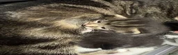 Mixed Breed cats for sale: One beautiful tabby boy for sale - Advert 13