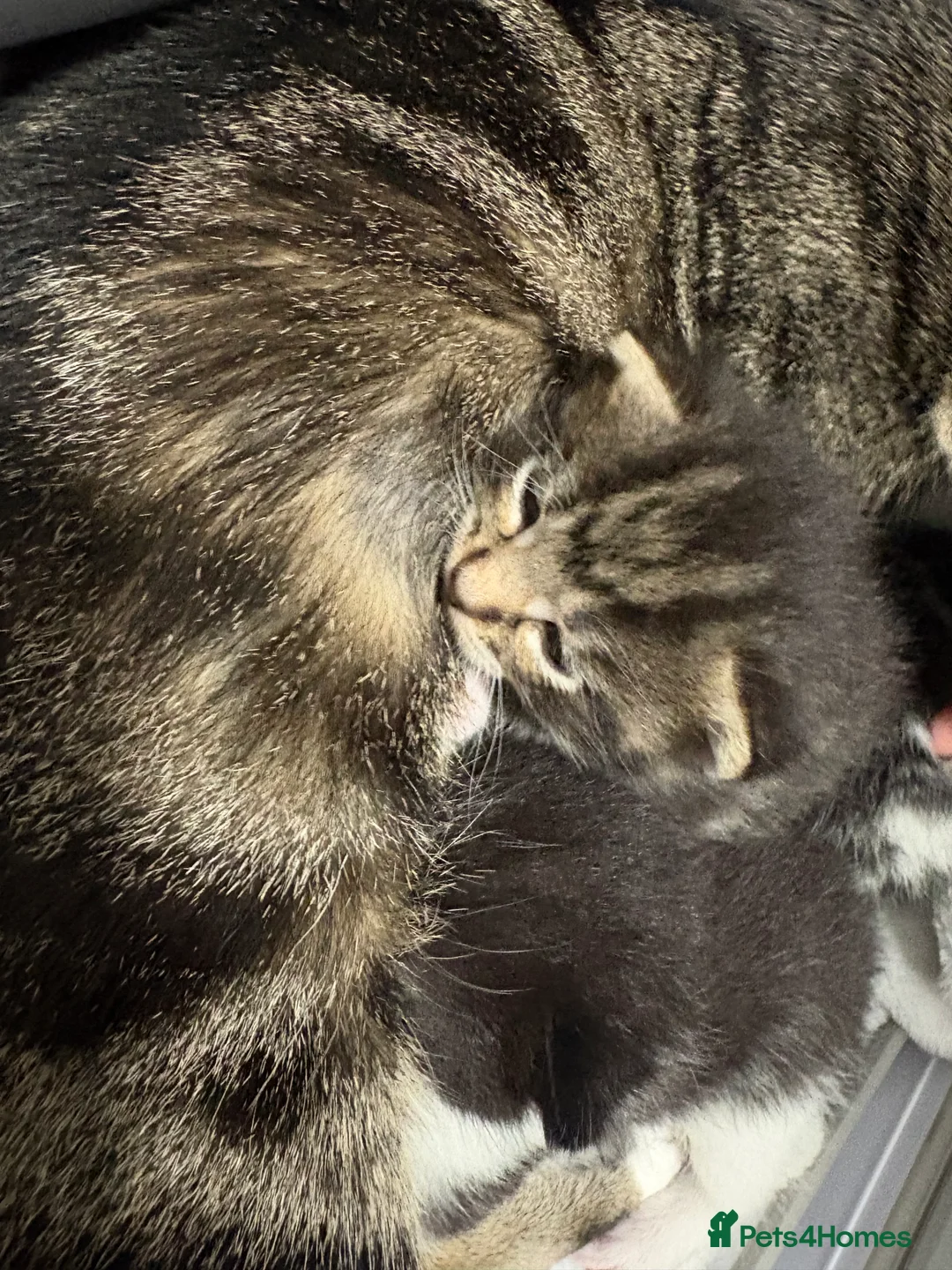 Mixed Breed cats for sale: One beautiful tabby boy for sale - Advert 13