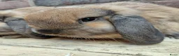 Dwarf Lop rabbits for sale: Dwarf lop youngsters - Advert 4