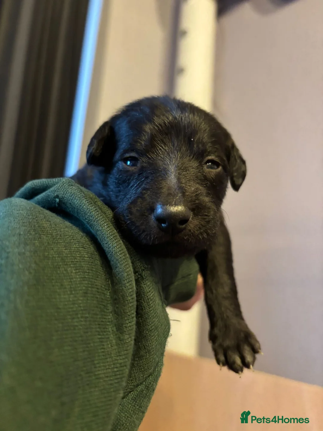 Mixed Breed dogs for sale: Bedlington Whippet puppies - Advert 3