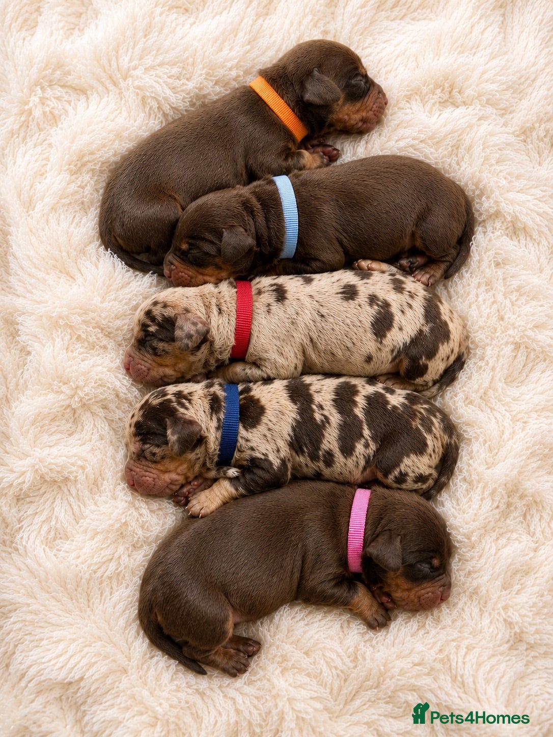 Dachshund dogs 🐾 Chocolate, Tan & Dapple Dachshund Puppies 🐾 - Advert 1