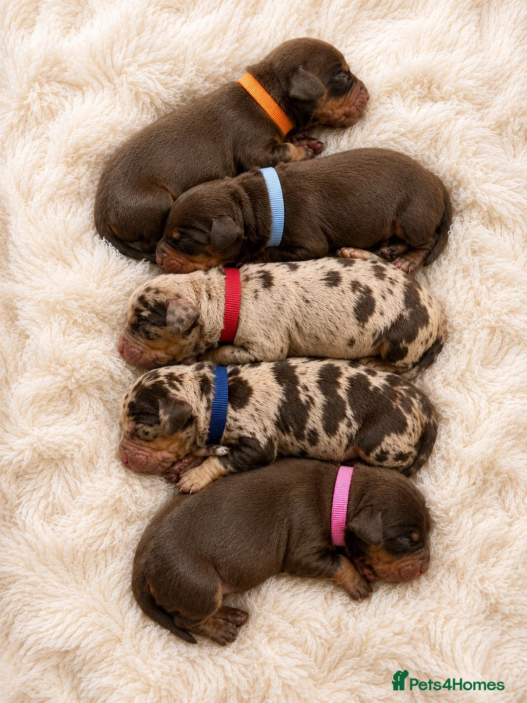 Dachshund dogs for sale: 🐾 Chocolate, Tan & Dapple Dachshund Puppies 🐾 - Advert 1