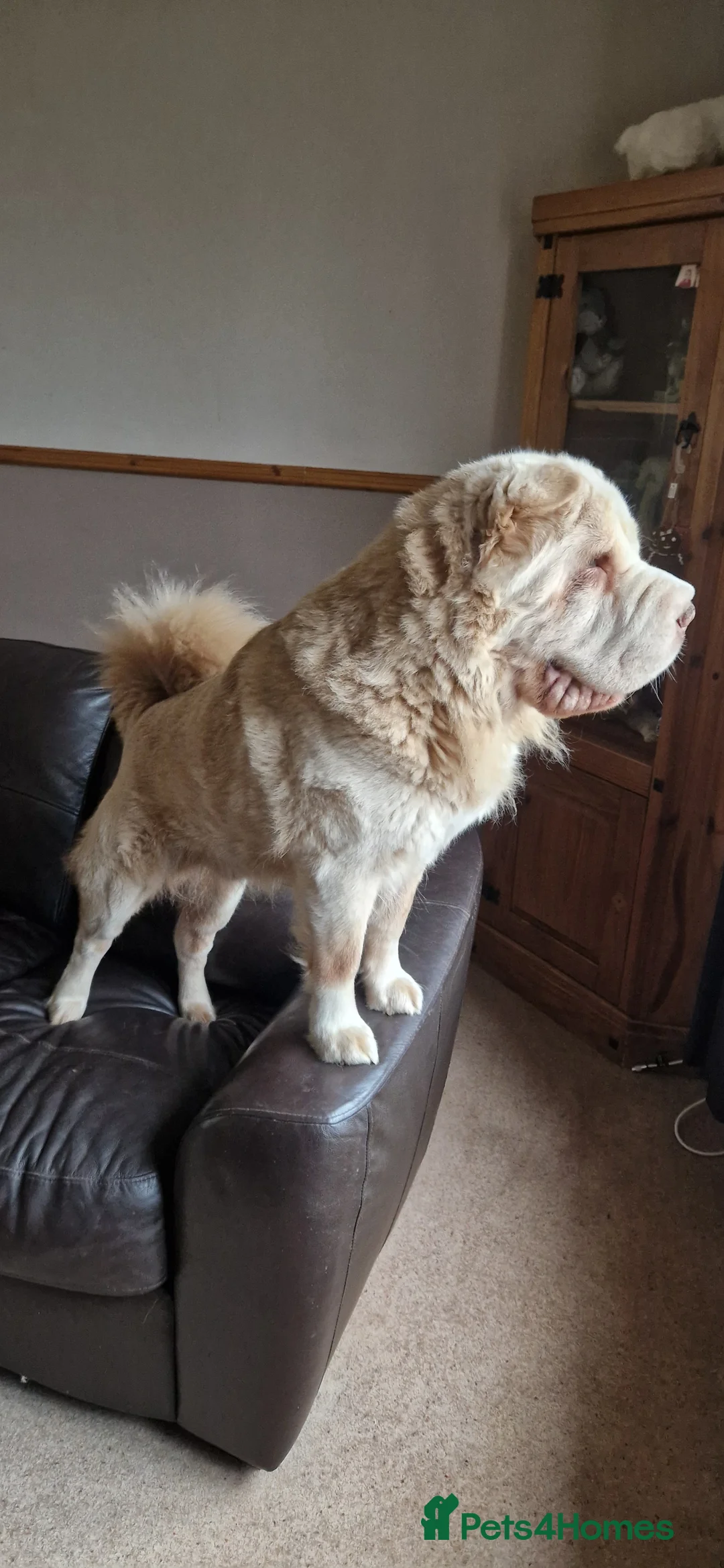 Shar Pei dogs for sale: Two Male Sharp pai dog's  - Advert 3
