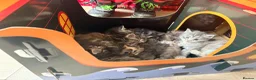 Maine Coon cats for sale: Tica registered 4 female mainecoons left,  polys - Advert 1