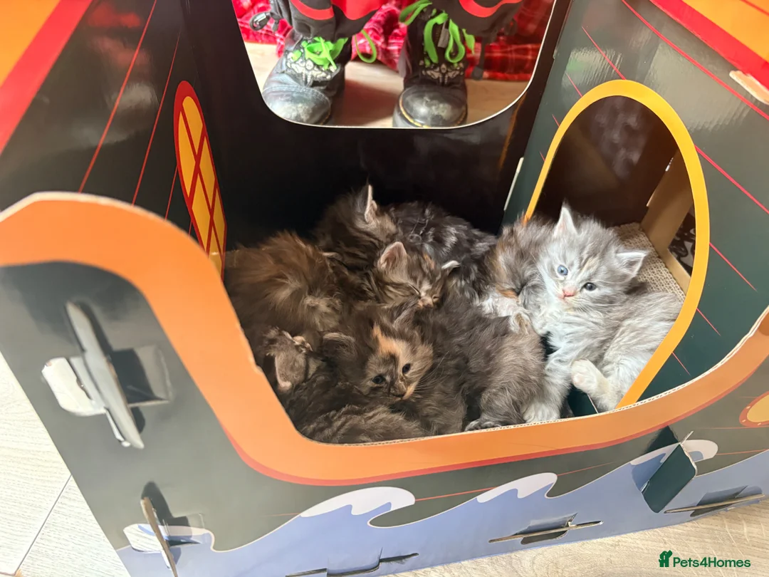 Maine Coon cats for sale: Tica registered 4 female mainecoons left,  polys - Advert 1