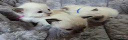 Ragdoll cats for sale: 4 Beautiful Ragdoll kittens, 2 Seal, 2 Lilac - Advert 25