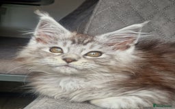 Maine Coon cats for sale: Maine coon kittens  - Image 20