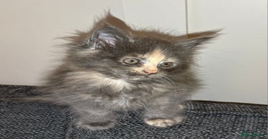 Maine Coon cats - Advert 3