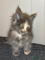 Maine Coon cats - Advert 6