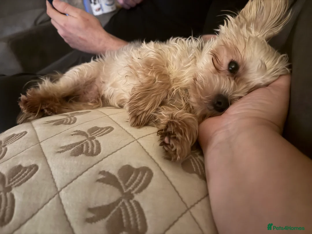 Morkie dogs for sale: Two brothers 18months old  - Advert 2