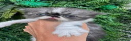 Exotic cats for sale: Exotic Persian  - Advert 4