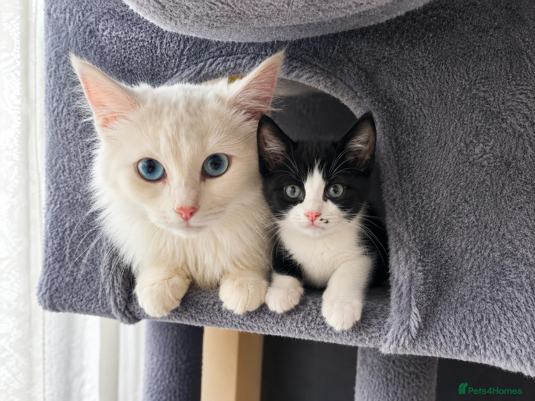 Mixed Breed cats for sale: 🐾Adorable Female Kitten Looking 4Her Forever Home in Luton - Advert 1