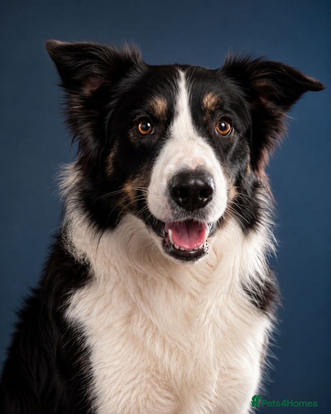 Border Collie dogs Charlie border collie  - Advert 11