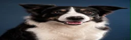 Border Collie dogs for sale: Charlie border collie  - Advert 1