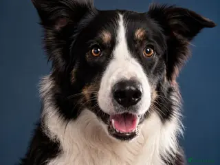 Border Collie dogs Charlie border collie - Advert 8