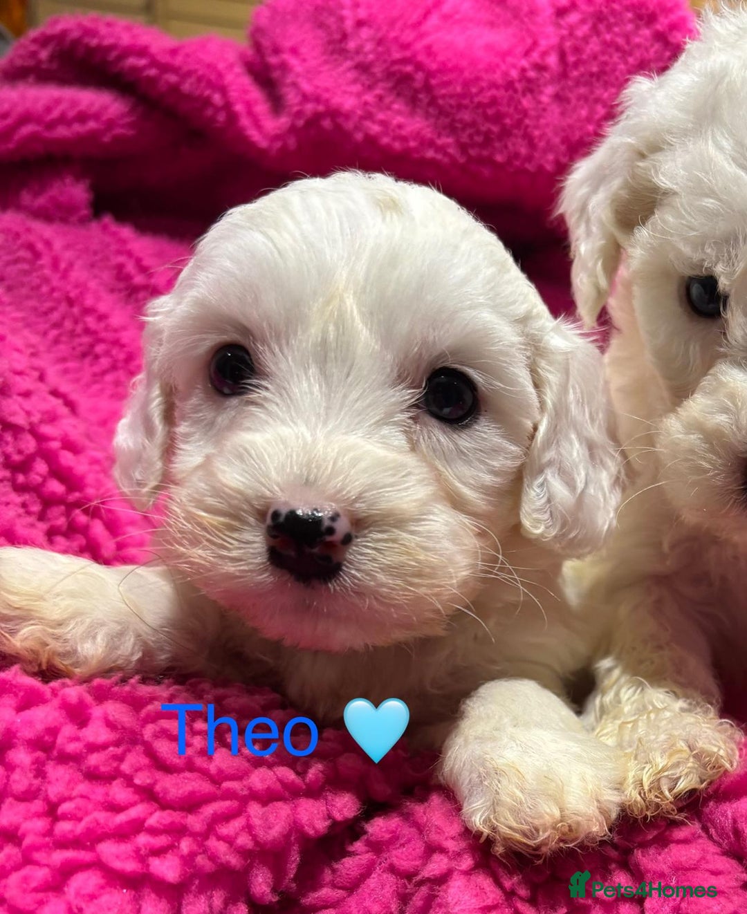 Cockapoo dogs for sale: 💛*COCKERPOO’S READY NOW in Cheshire*💛🏡 - Advert 14