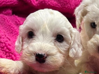 Cockapoo dogs 💙2*COCKERPOO BOYS💙 READY NOW in Cheshire*💛🏡 - Advert 18