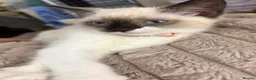 Ragdoll cats for sale: 6 month old Ragdoll x Scottish straight - Advert 5