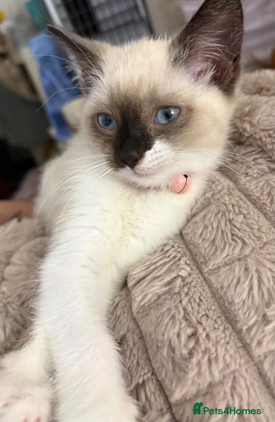 Ragdoll cats for sale: 6 month old Ragdoll x Scottish straight - Advert 5