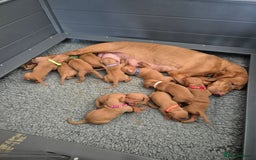 Hungarian Vizsla dogs for sale: KC Reg Hungarian Vizsla Puppies-Imported Lineage - Image 17