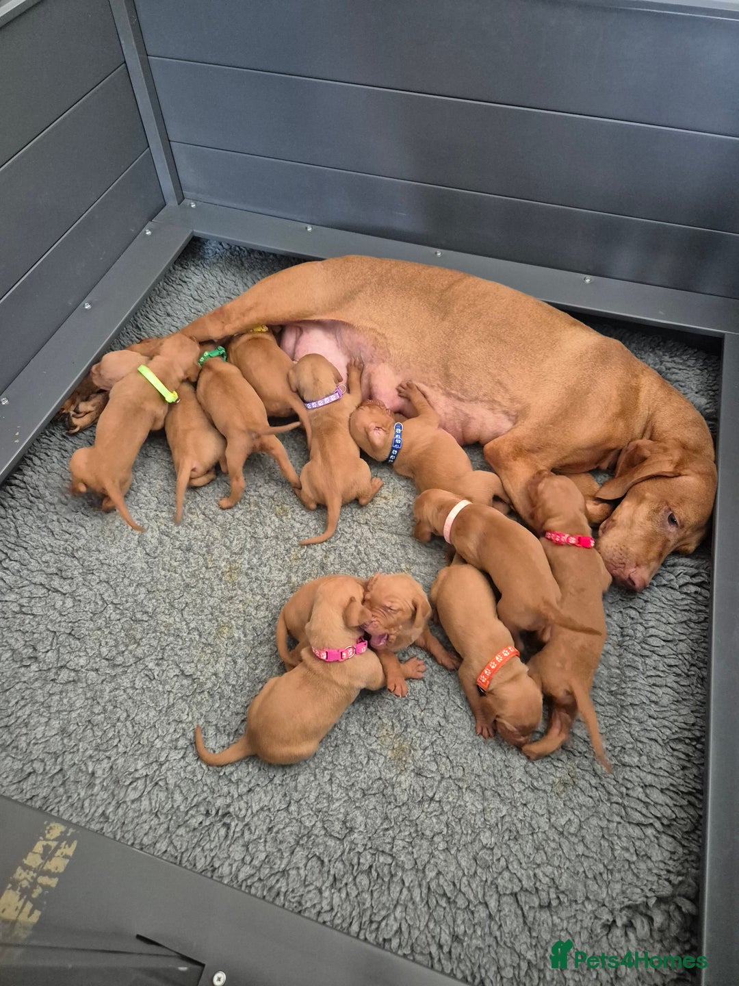 Hungarian Vizsla dogs for sale: KC Reg Hungarian Vizsla Puppies-Imported Lineage - Image 17