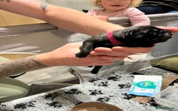 Cane Corso dogs for sale: Litter of 10 cane corso puppies family reared  - Advert 3