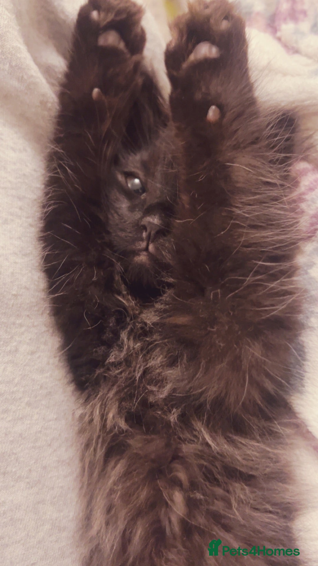 Domestic Shorthair cats Beautiful Domestic Shorthair  - Advert 2