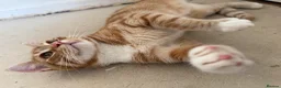 Mixed Breed cats for sale: Garfield - male cat  - Advert 3