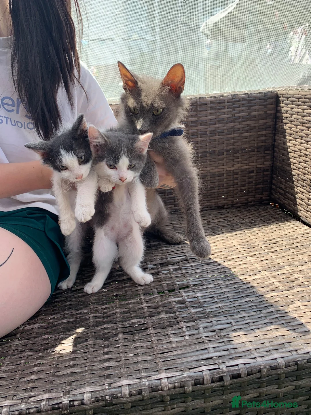 Mixed Breed cats for sale: Two prettyfemale kittens ready now - Advert 1