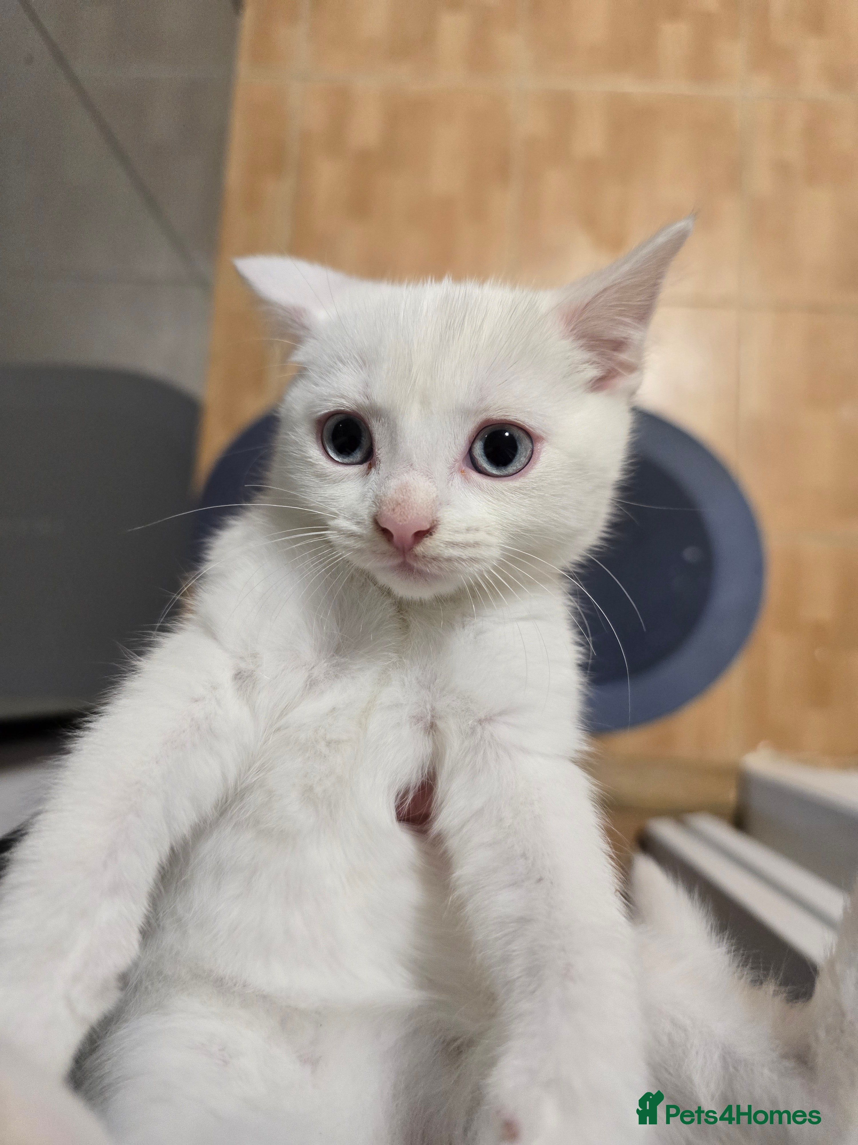 Mixed Breed cats 1 white kitten available  - Advert 2