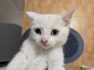 Mixed Breed cats 1 white kitten available - Advert 2