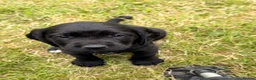 Cockerdor dogs for sale: 3 Cockerdor puppies looking for their forever home - Advert 4