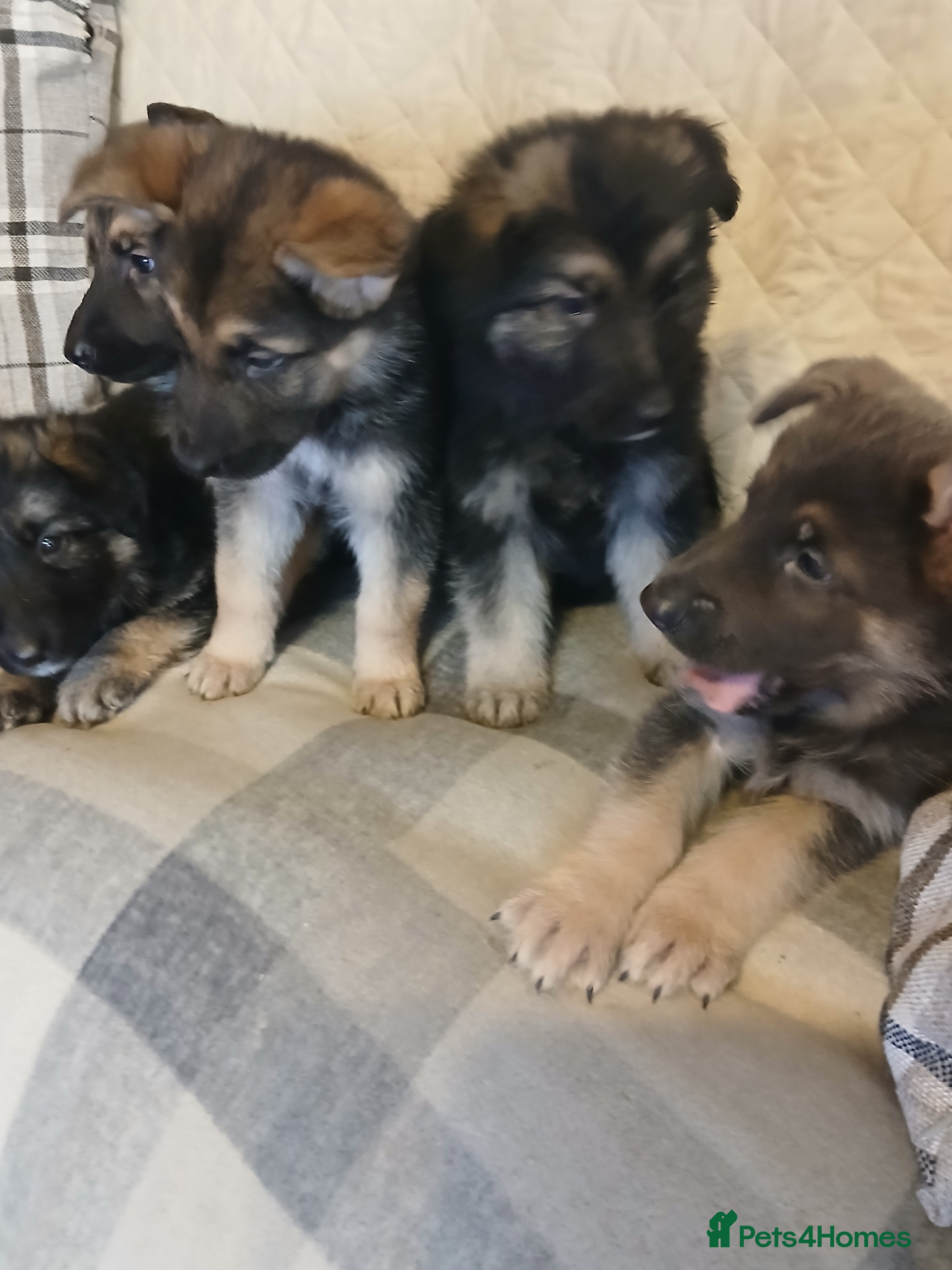 German Shepherd dogs Stunning KC reg German Shepherd pups - Advert 4