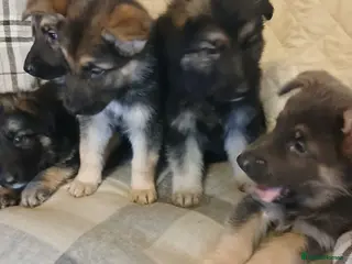 German Shepherd dogs Stunning KC reg straight back German Shepherd pups - Advert 1
