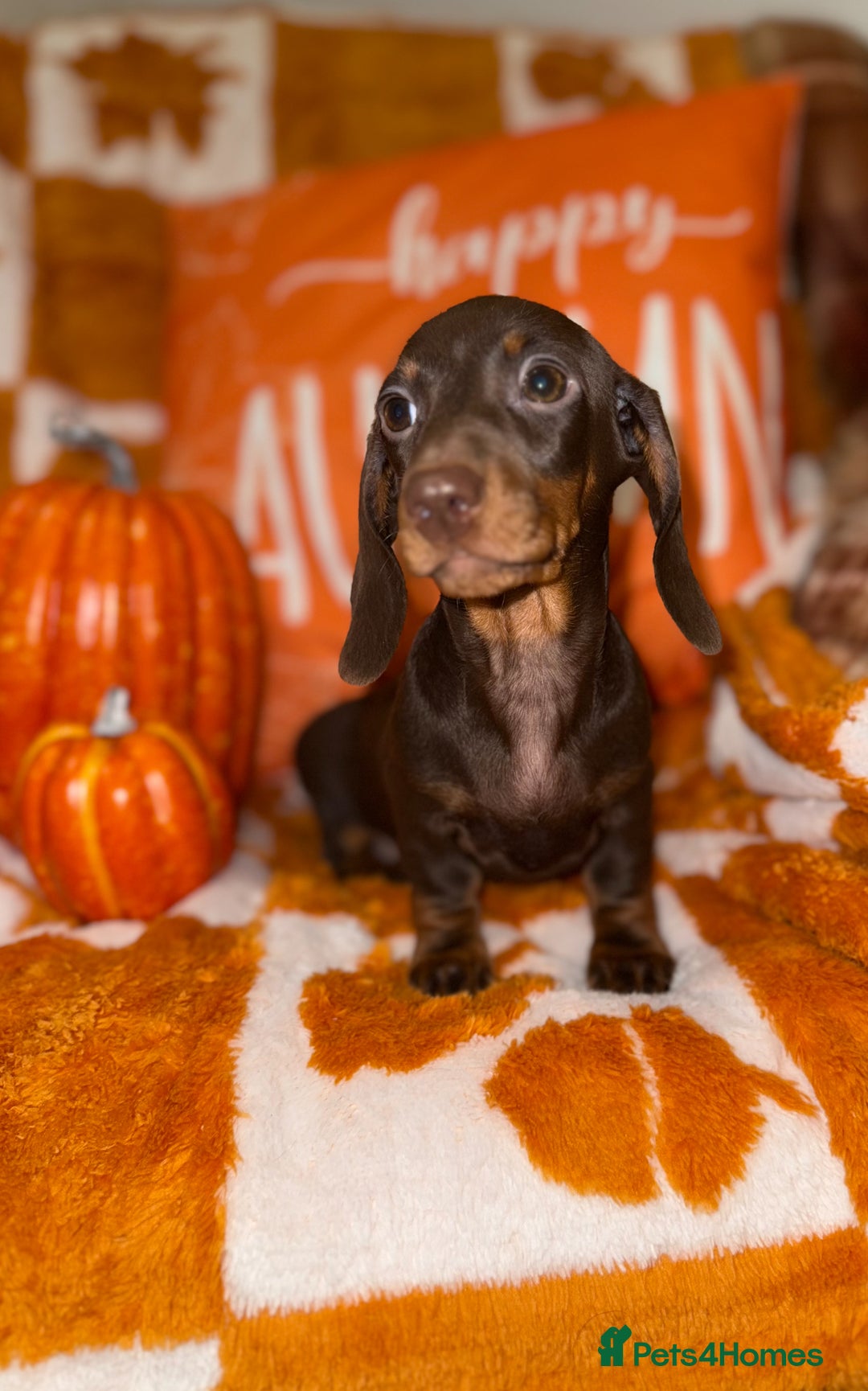 Miniature Dachshund dogs for sale: 🩷💙Stunning KC Mini Dachshund Puppies💙 - Image 10