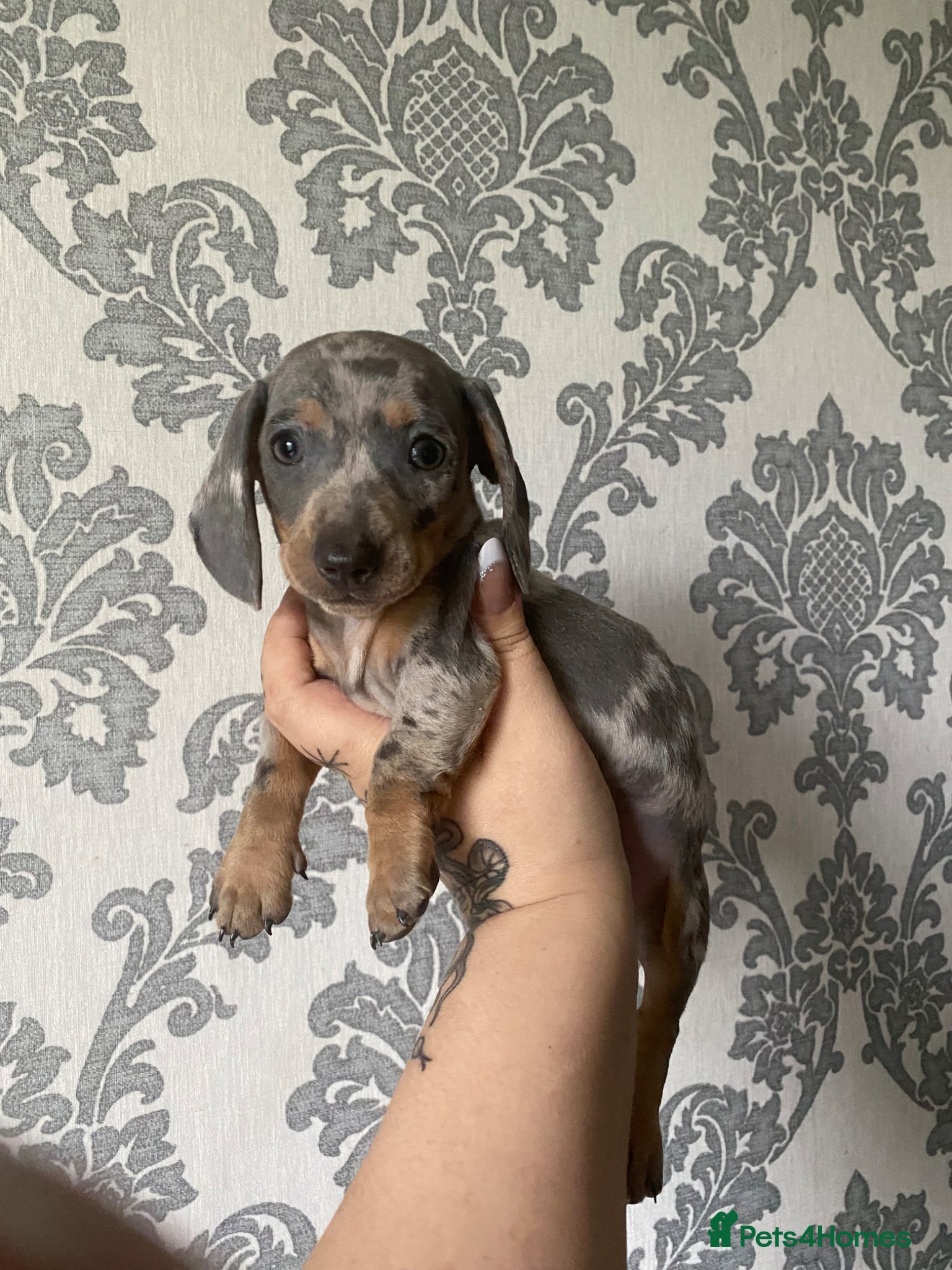 Miniature Dachshund dogs Reduced £1000-£1200 Kc miniature dachs ready now - Advert 2