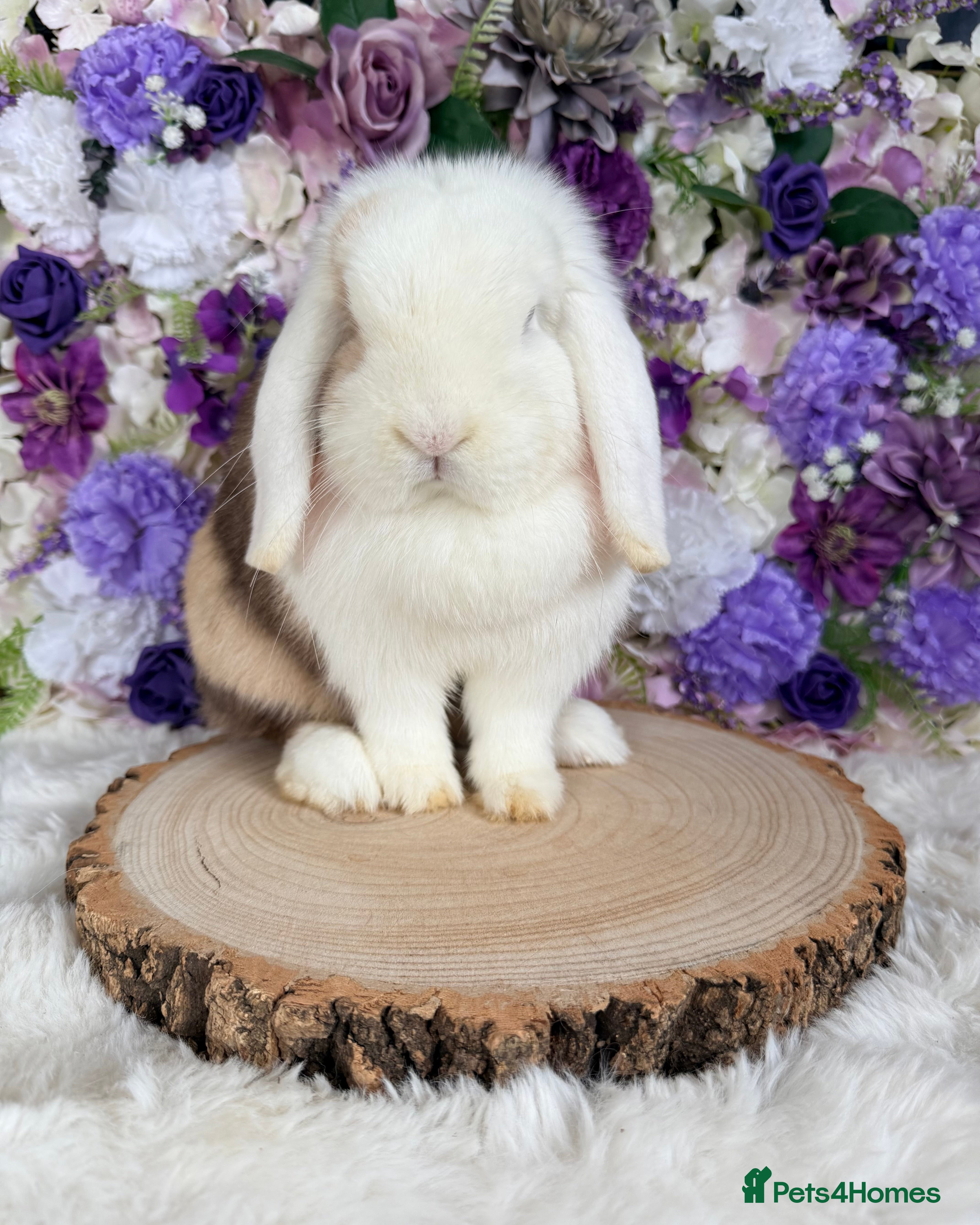 Mini Lop rabbits 💜 Mini Lop Bunnies 💜 xxx - Advert 7