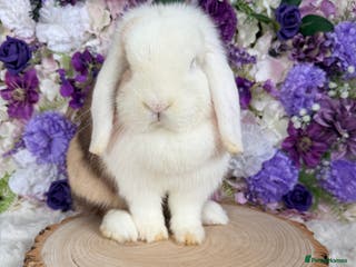Mini Lop rabbits 💜 Mini Lop Bunnies 💜 xxx - Advert 7
