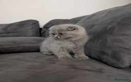 British Longhair cats for sale: British shorthair - Image 11