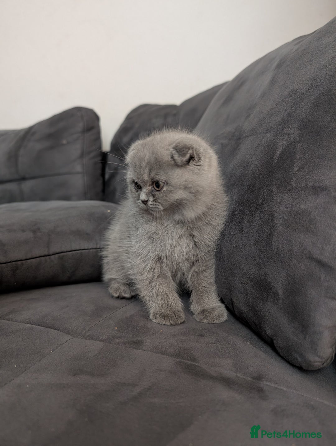 British Longhair cats for sale: British shorthair - Image 11