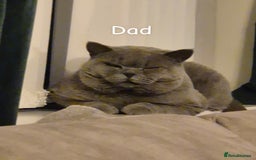 British Shorthair cats for sale: 10 Week Old British Shorthair X Kitten - Image 9