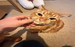 Mixed Breed cats for sale: Ron, the handsome friendly ginger Tom - Advert 1