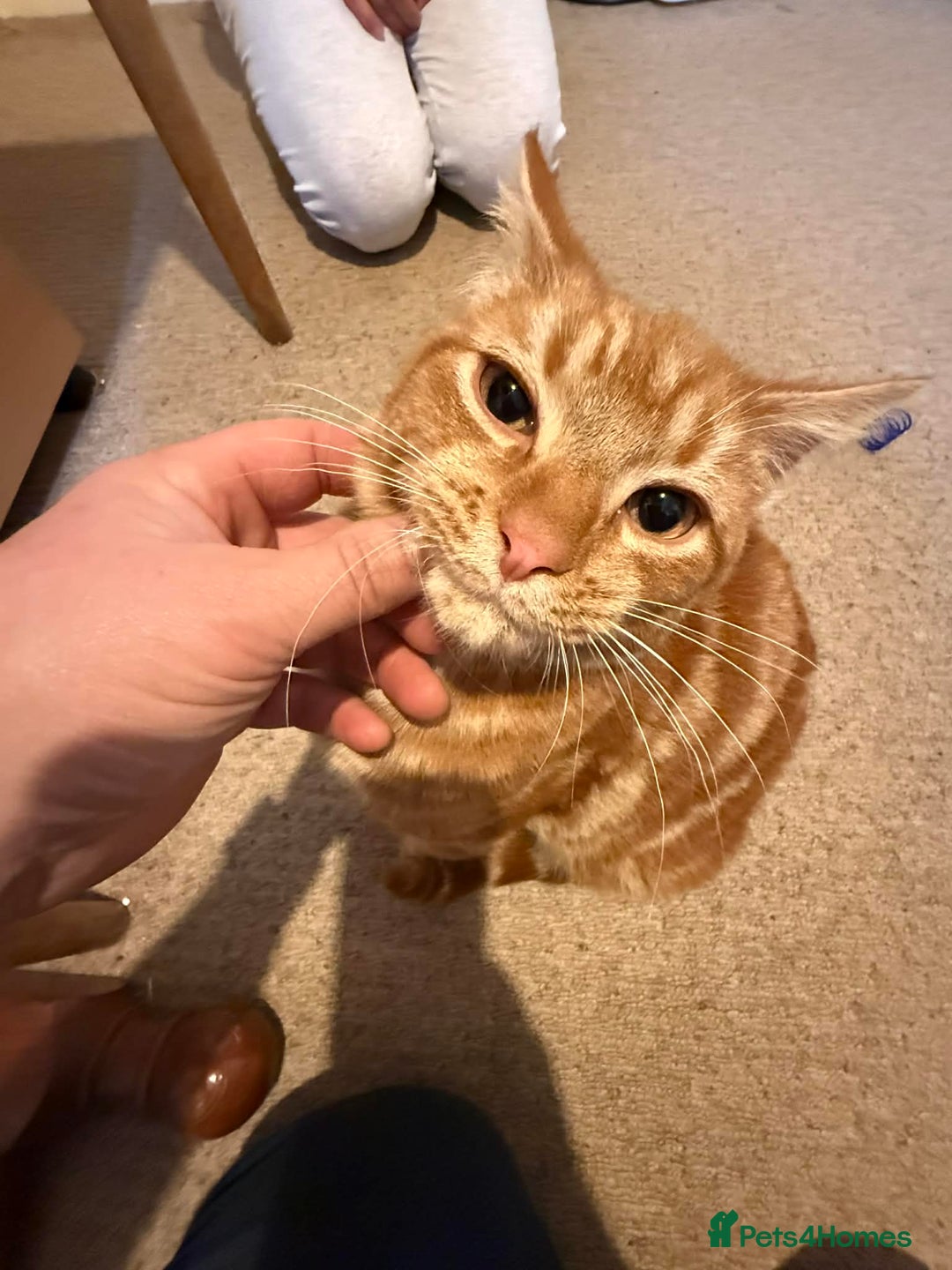 Mixed Breed cats for sale: Ron, the handsome friendly ginger Tom - Advert 1
