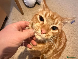 Mixed Breed cats Ron, the handsome friendly ginger Tom - Advert 1
