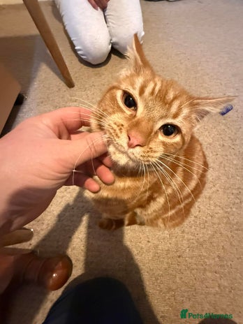 Mixed Breed cats Ron, the handsome friendly ginger Tom - Advert 2