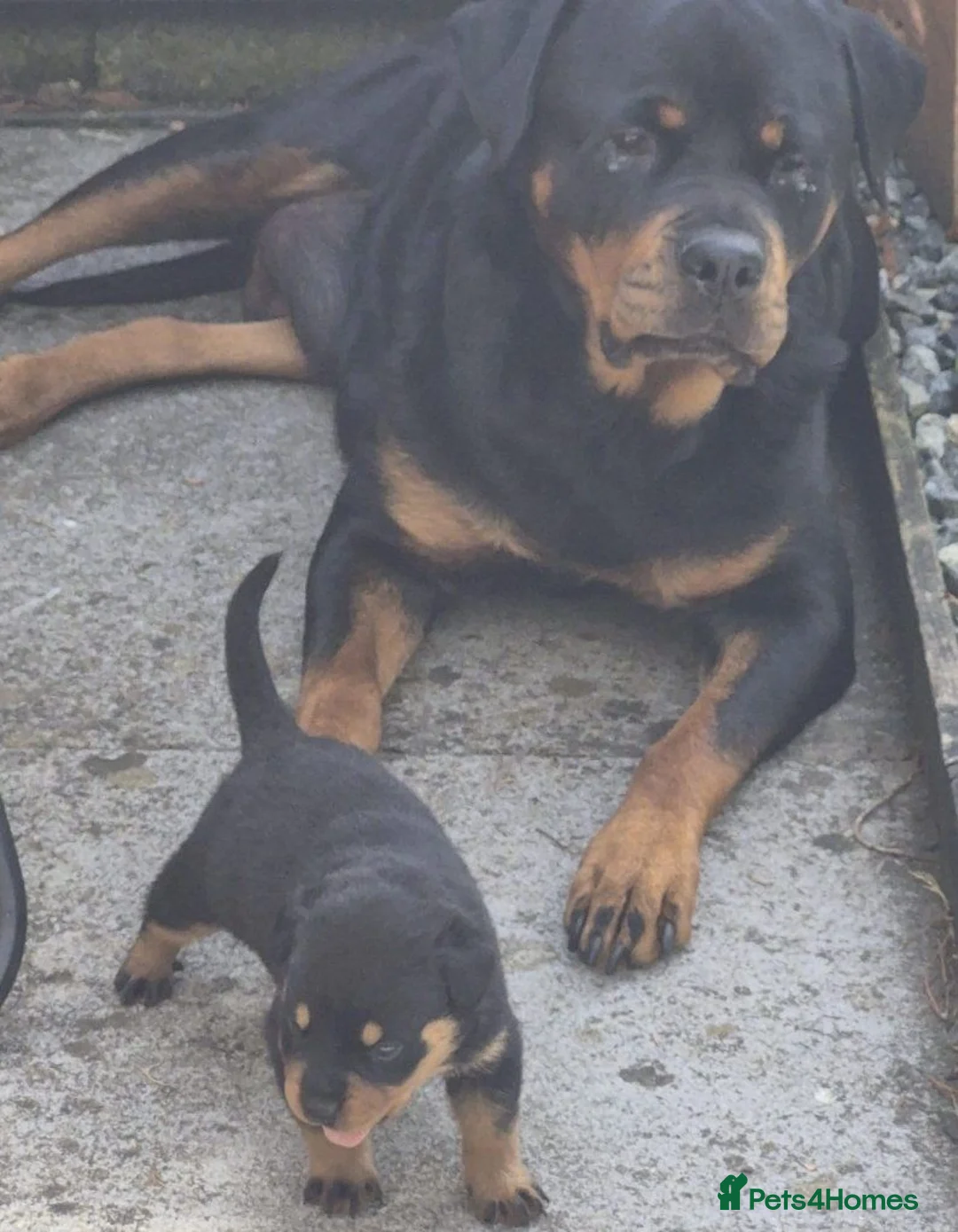 Rottweiler dogs for sale: German Rottweiler pupps  - Advert 6