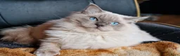 Ragdoll cats for sale: Health Tested Ragdoll Babies - Advert 11