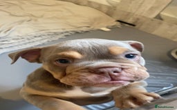 English Bulldog dogs for sale: Pedigree English bulldogs top-lines (7 weeks old)  - Image 4
